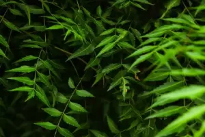 Neem Tree