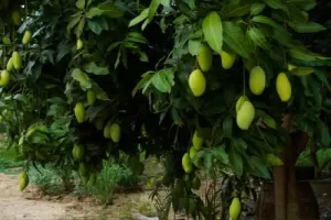 Aam Tree