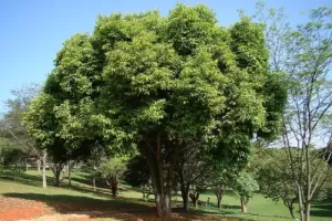 Jamun Tree