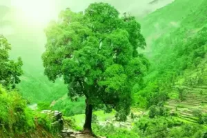 Sheesham Tree