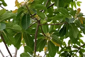 Mahua Tree