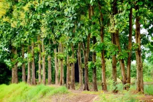 Aam Tree Section
